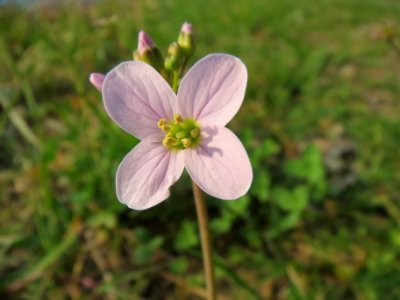 20140316Cardamine_pratensis04