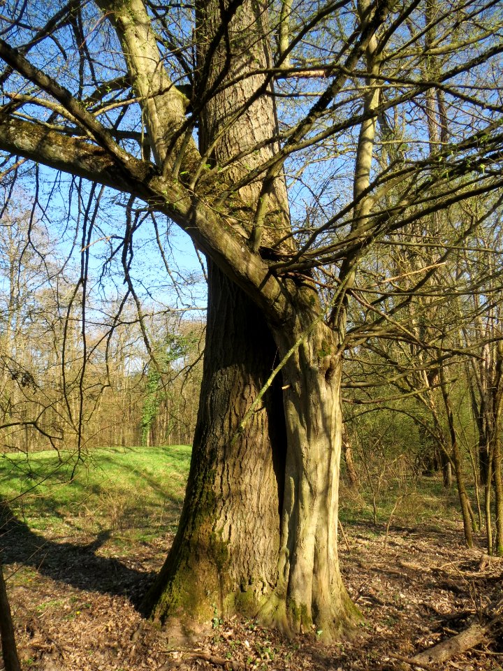20140320Carpinus_betulus06