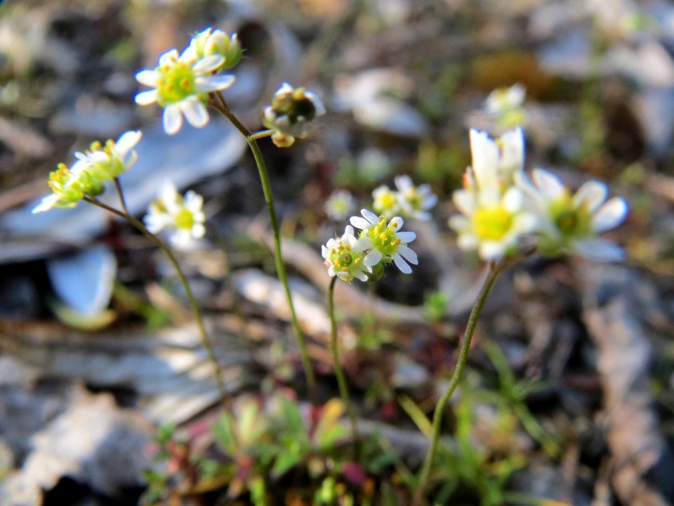 20140320Draba_verna