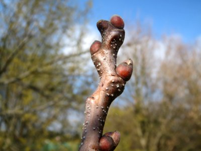 20140316Castanea_sativa2