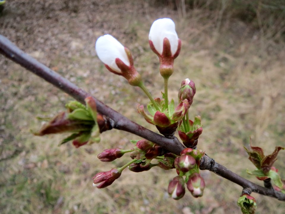 20140315Kirsche_Hockenheim2