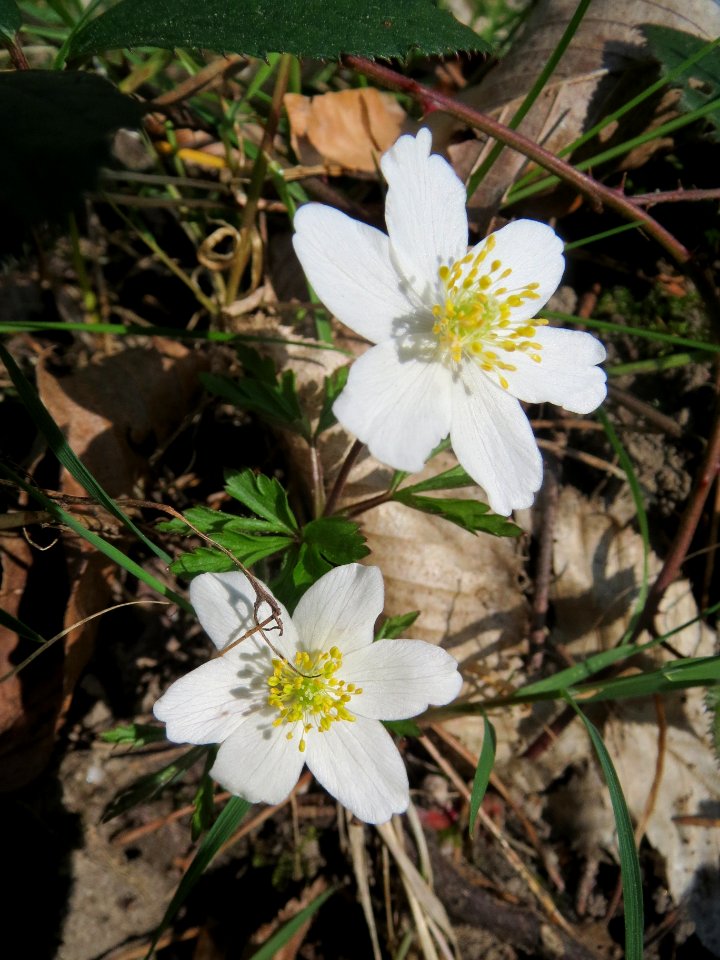 20140320Anemone_nemorosa2
