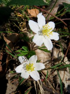 20140320Anemone_nemorosa2
