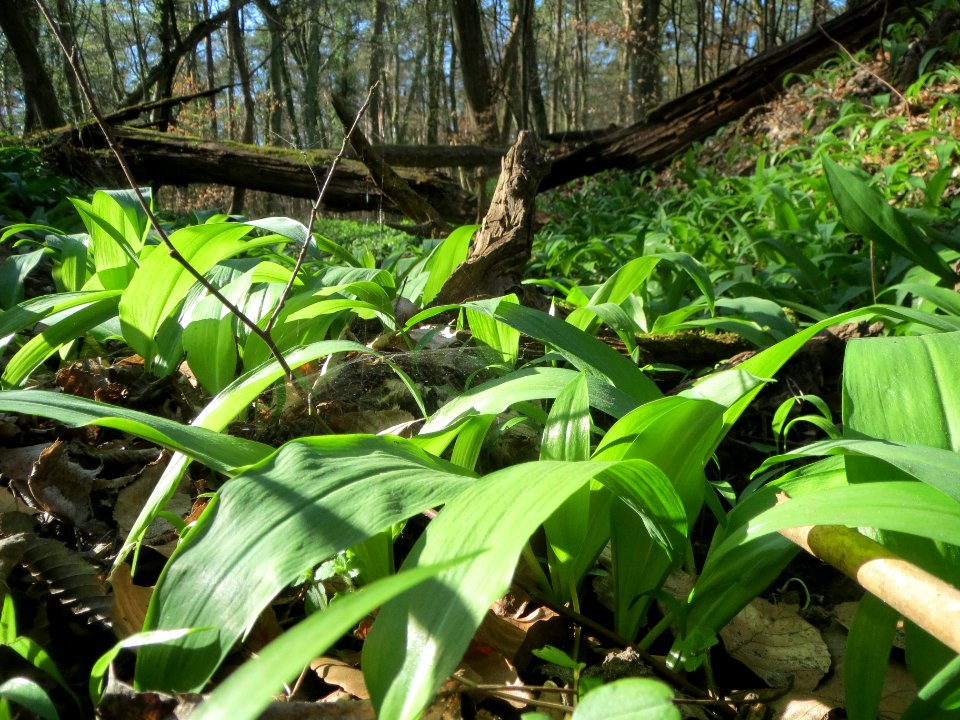 20140320Allium_ursinum2