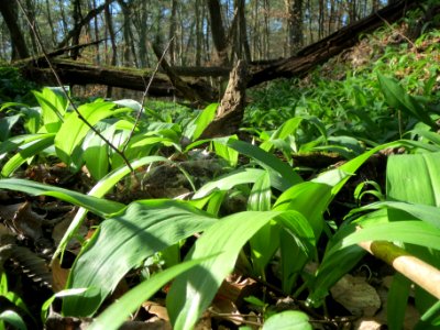 20140320Allium_ursinum2