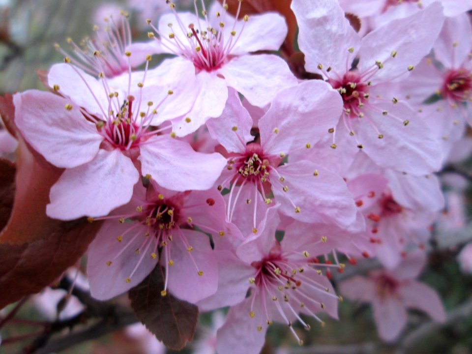 20140315Prunus_cerasifera_Hockenheim1