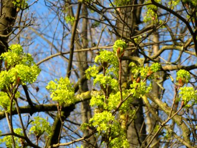20140320Acer_platanoides2
