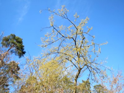 20140320Carpinus_betulus01
