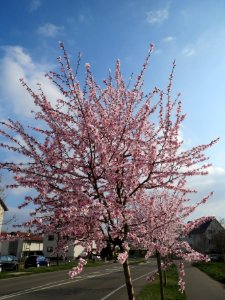 20140316Mandelbluete_Bruehl02