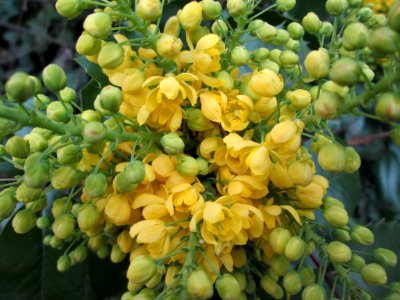 20140315Mahonia_aquifolium1