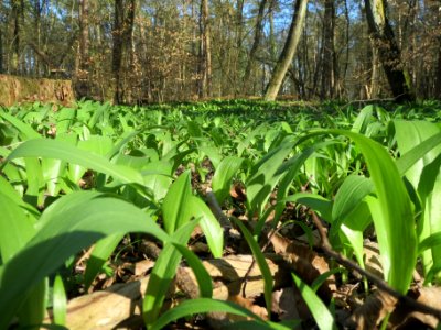 20140320Allium_ursinum3