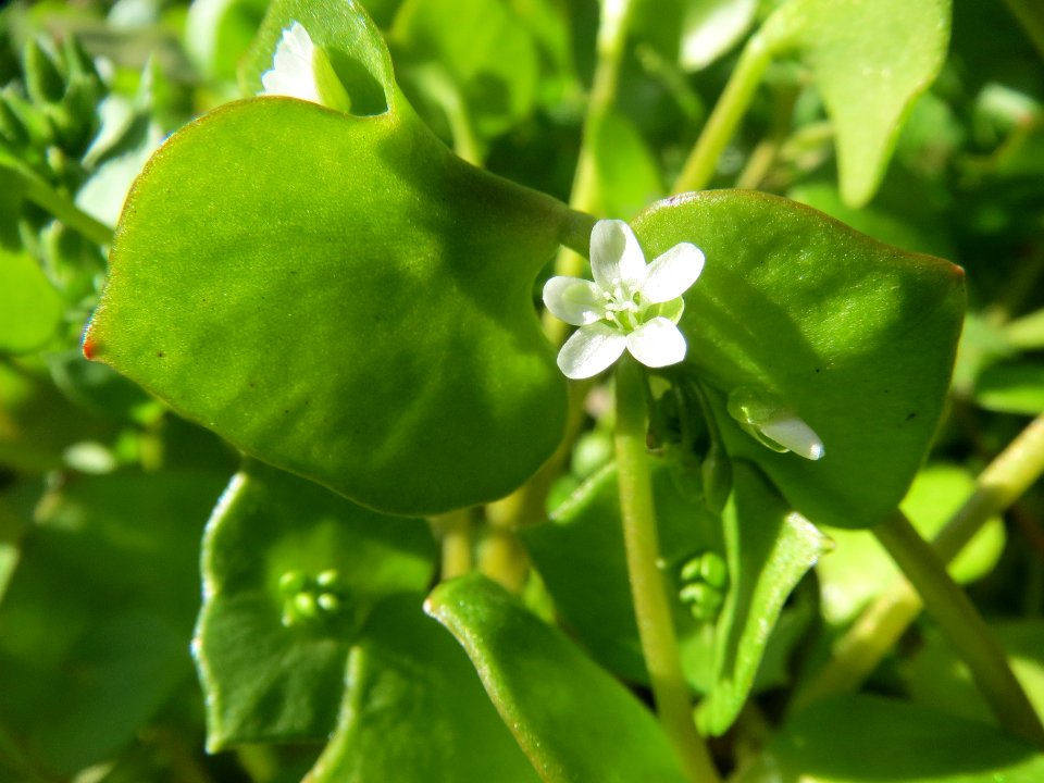 20140320Claytonia_perfoliata2