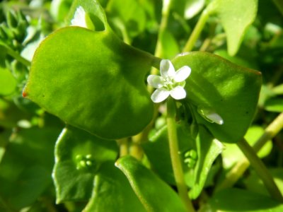 20140320Claytonia_perfoliata2