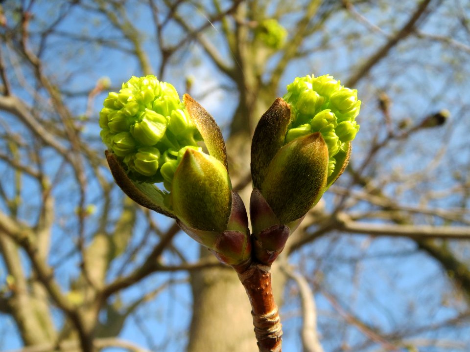 20140317Acer_platanoides1