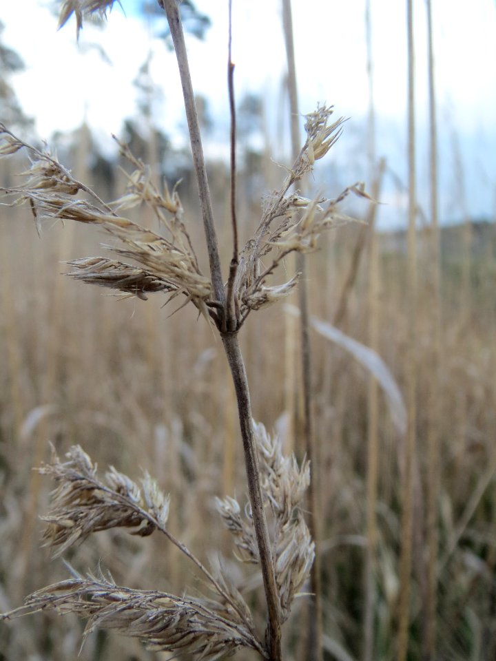 20140324Calamagrostis_epigejos3