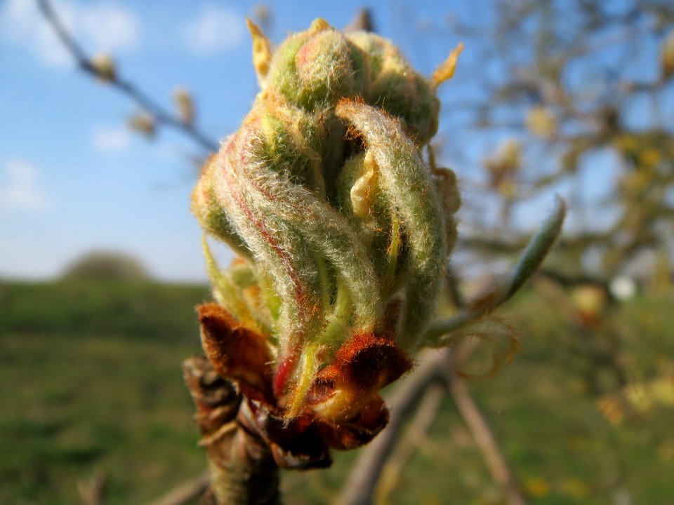 20140317Apfel_Hockenheim1