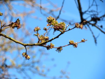 20140320Ulme_Schwetzinger_Hardt2