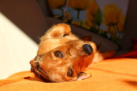 Dachshund dog hunting dog rough hair dachshund photo