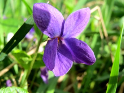 20140323Viola_odorata2