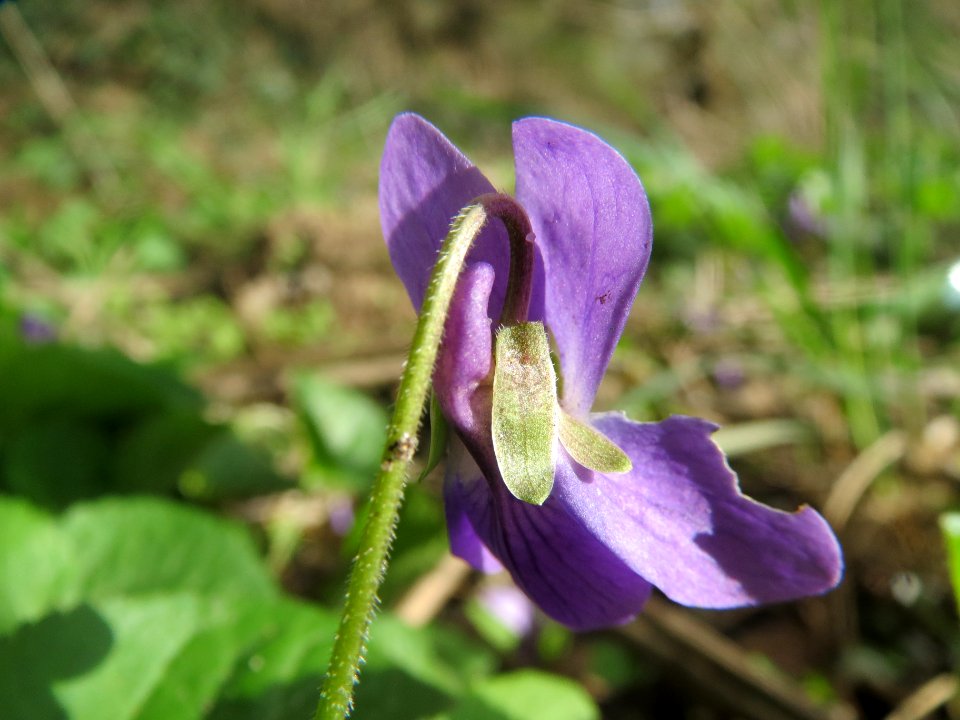 20140323Viola_odorata3