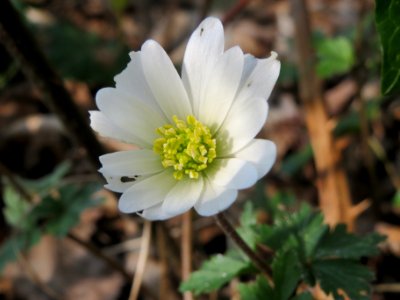 20140317Anemone_nemorosa1
