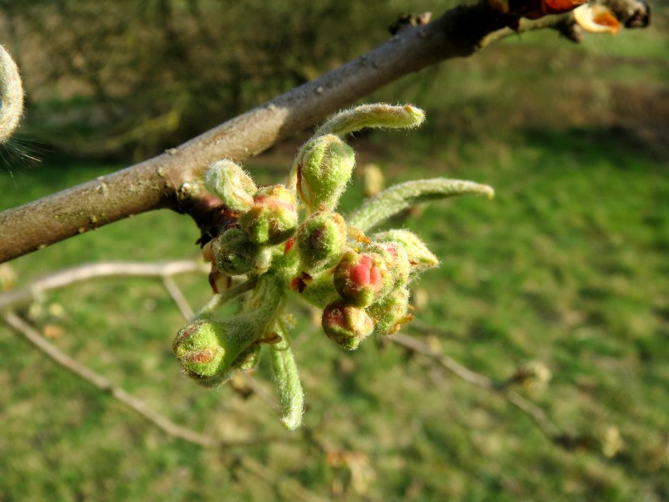20140317Apfel_Hockenheim3