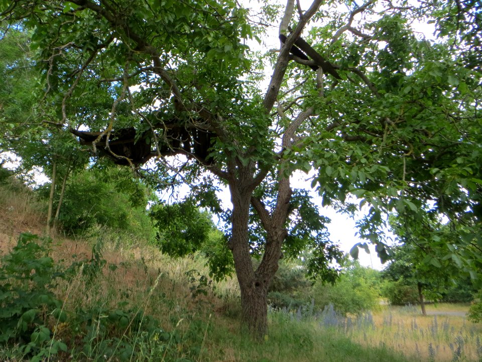 20140625Juglans_regia