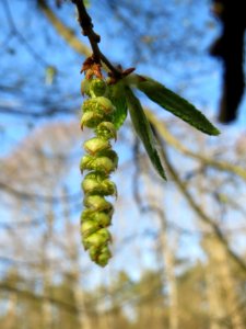 20140320Carpinus_betulus07