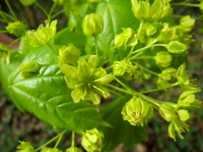 20140323Acer_platanoides2