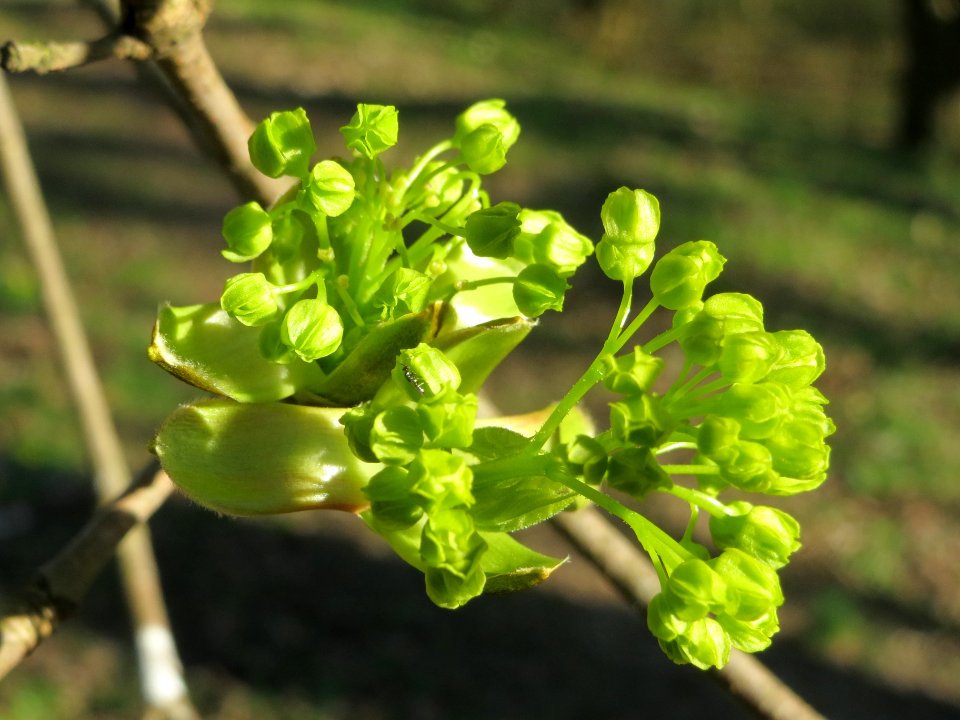 20140320Acer_platanoides4
