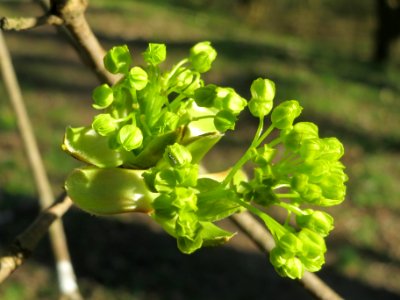 20140320Acer_platanoides4