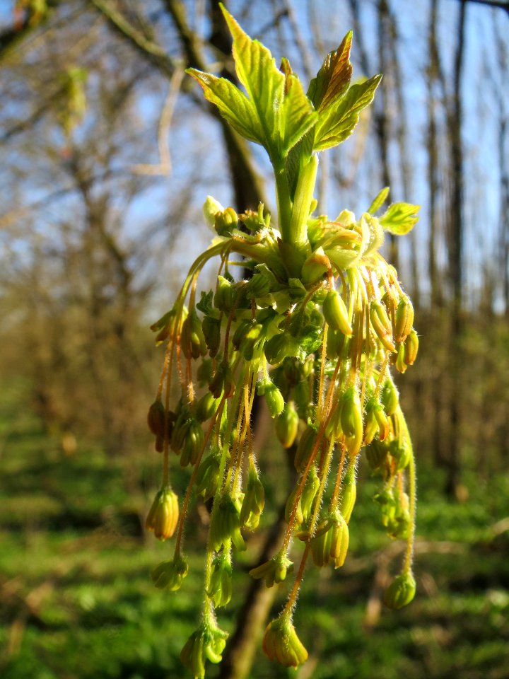 20140320Acer_negundo4