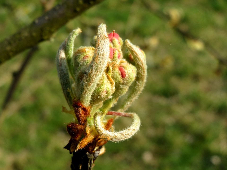 20140317Apfel_Hockenheim2