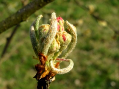 20140317Apfel_Hockenheim2