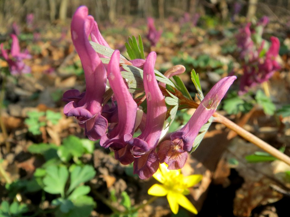 20140316Corydalis_solida7