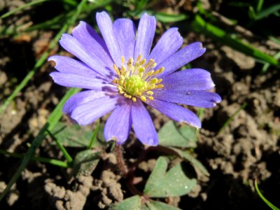 20140320Anemone_blanda2