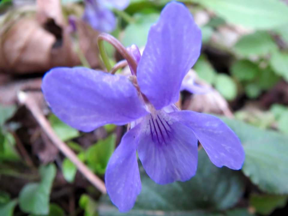 20140316Viola_reichenbachiana1
