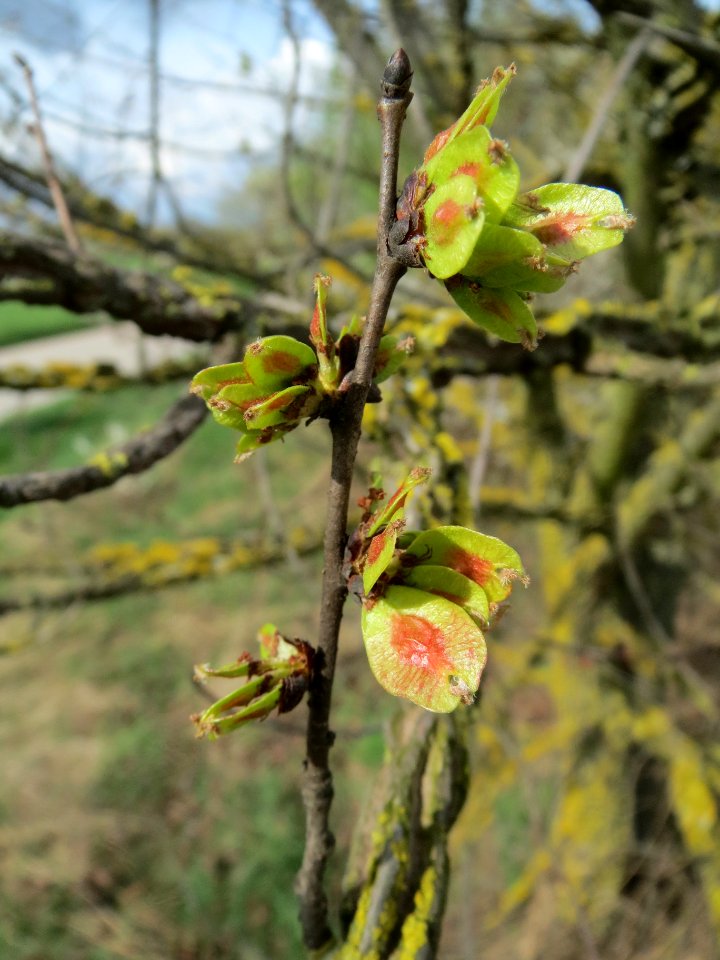 20140323Ulmus_minor_Reilingen3