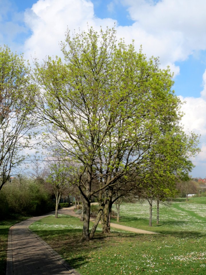 20140324Acer_platanoides3