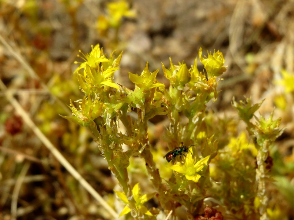 20140625Sedum_acre1