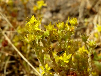 20140625Sedum_acre1