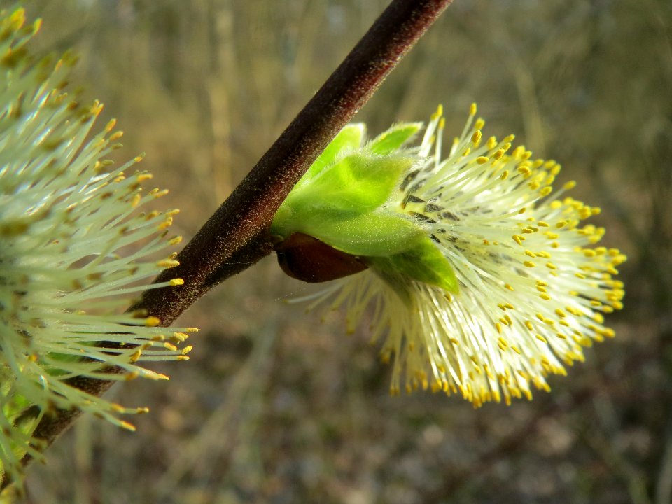 20140316Salix_caprea1
