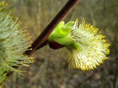 20140316Salix_caprea1