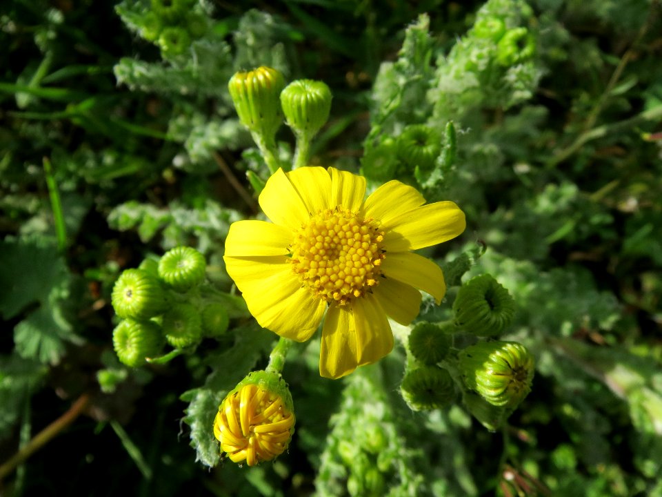 20140323Senecio_vernalis3