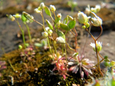20140314Draba_verna4