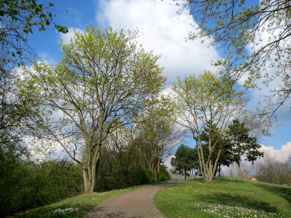 20140324Acer_platanoides1