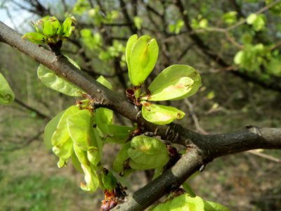 20140323Ulmus_minor_Neulussheim04