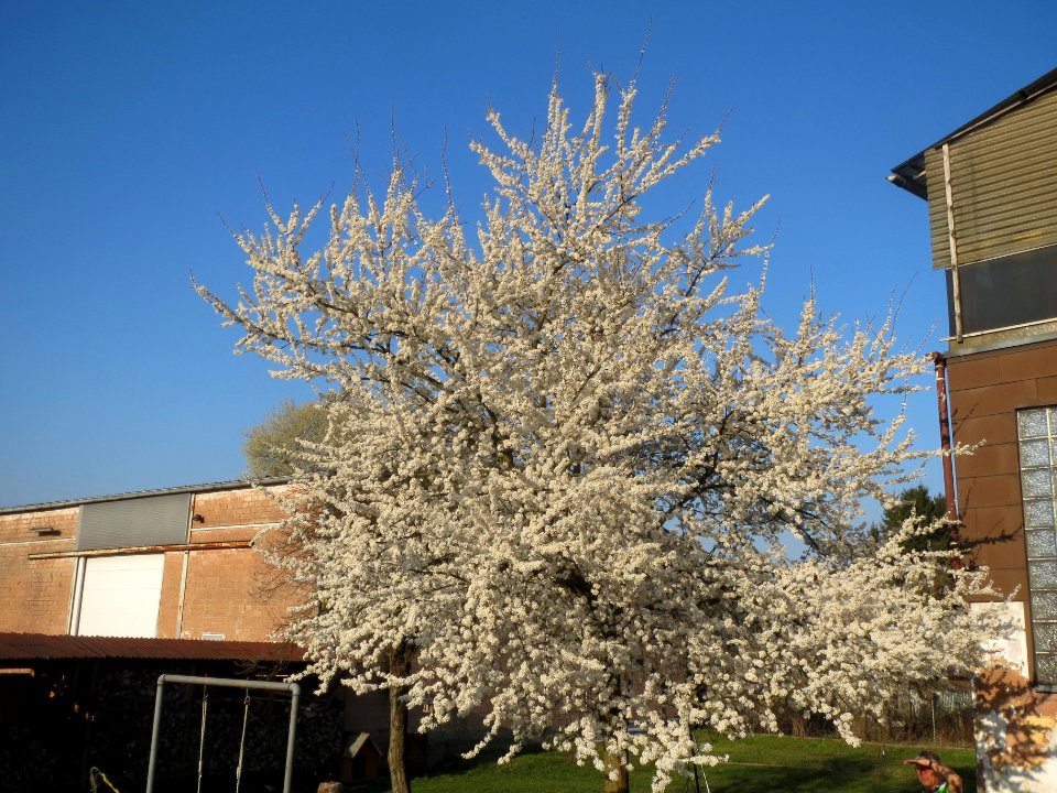 20140314Prunus_cerasifera
