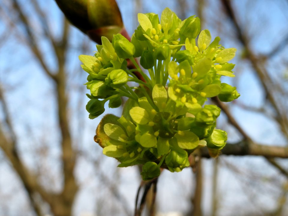 20140317Acer_platanoides5