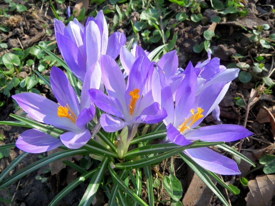 20140312Crocus_tommasinianus
